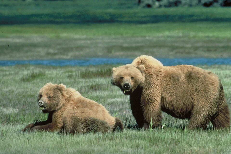 Fayl:Grizzly bears animal wildlife.jpg