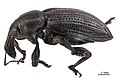 Lyperopais mirus