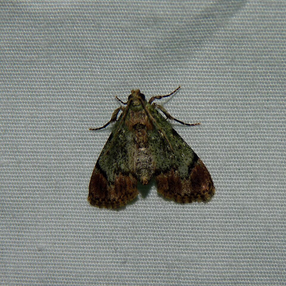 Fayl:Macalla superatalis.jpg