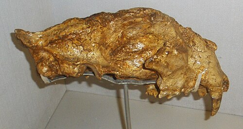 Bosh suyagi, Florensiya