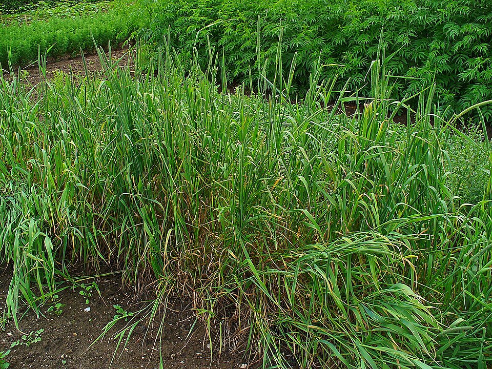 Fayl:Phleum pratense 001.JPG