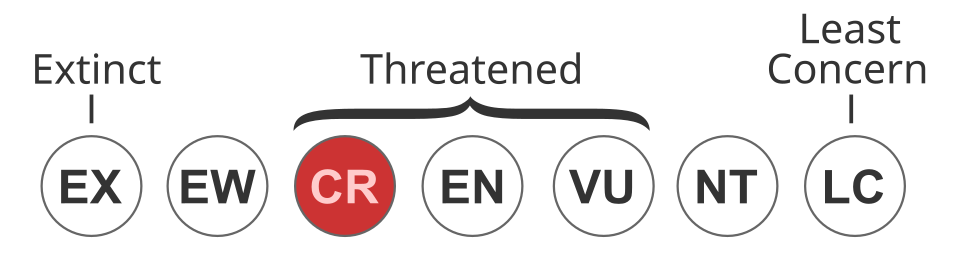 Fayl:Status iucn3.1 CR.svg