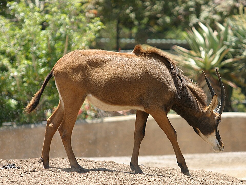 Fayl:Zambian Sable Antelope.jpg
