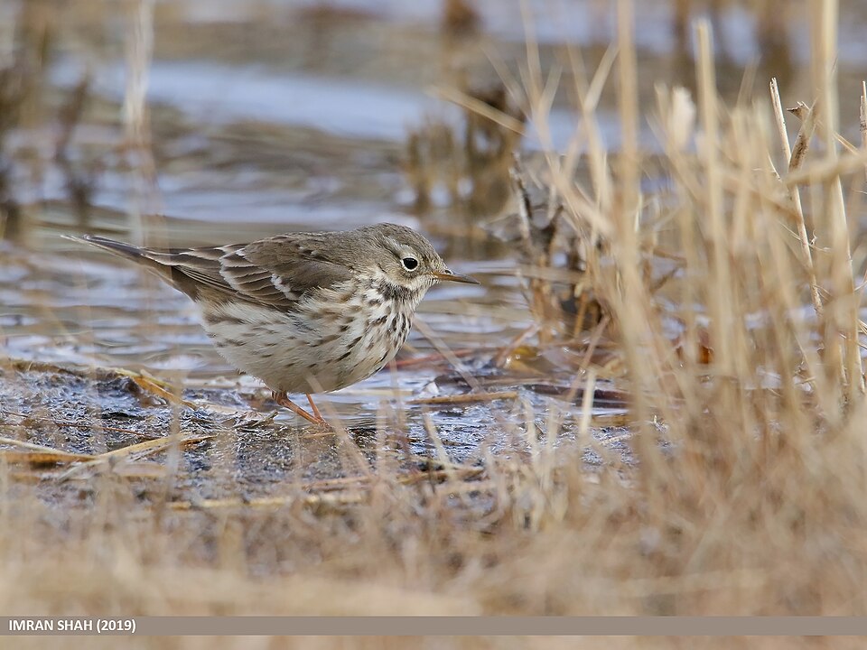 Fayl:Buff-bellied Pipit (Anthus rubescens) (49270701118).jpg
