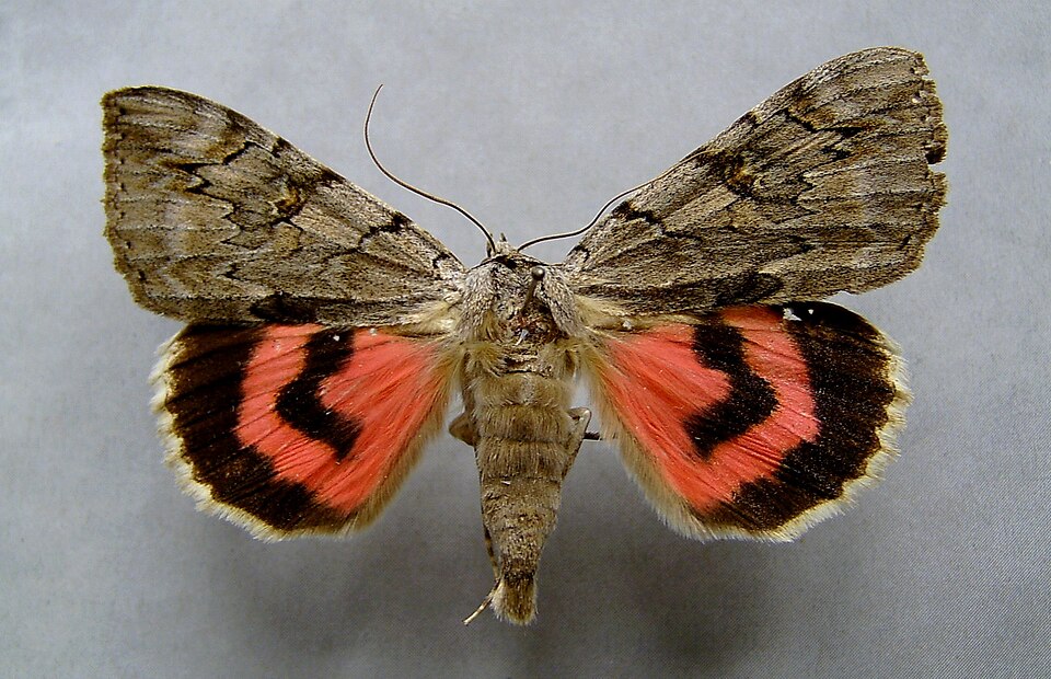 Fayl:Catocala electa01.jpg