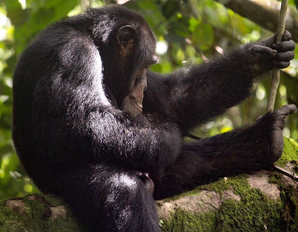 Fayl:Chimpanzé de Bossou 33.jpg