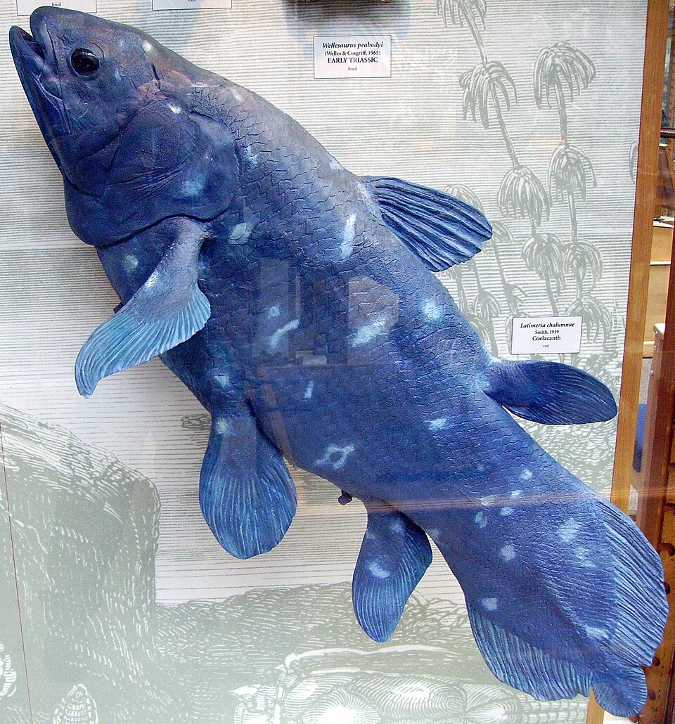 Fayl:Coelacanth1.JPG