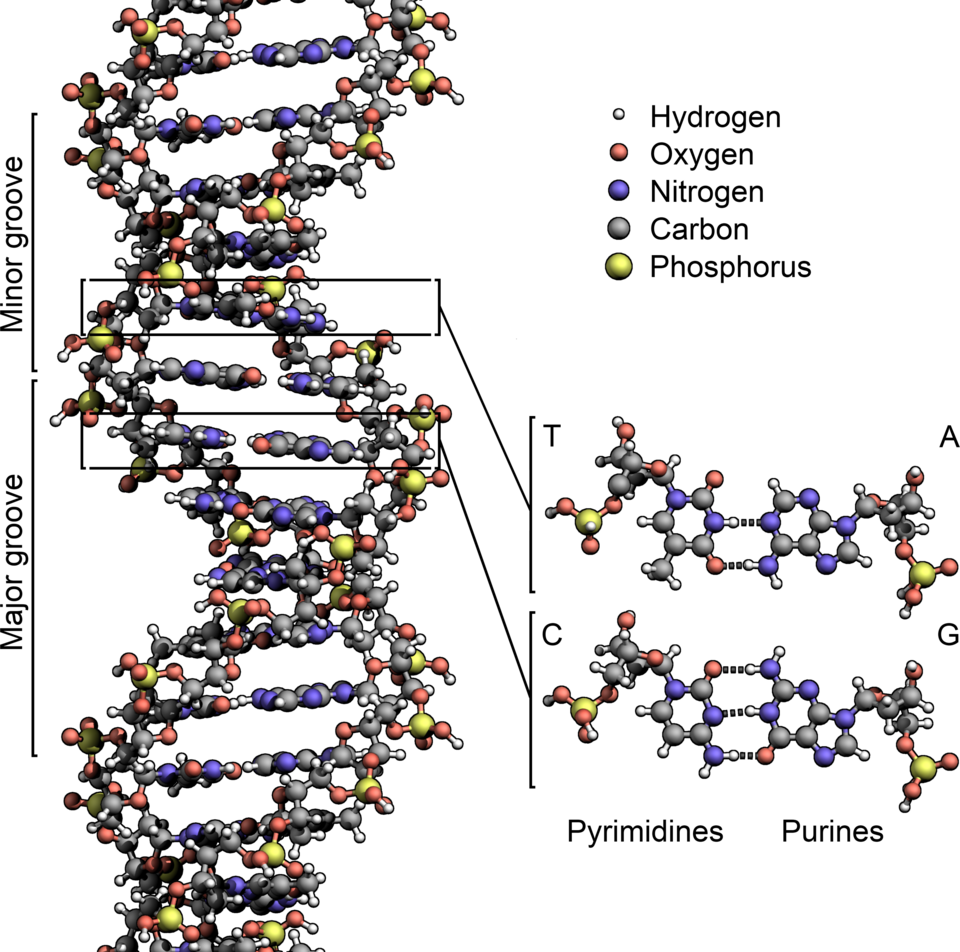 Fayl:DNA Structure+Key+Labelled.pn NoBB.png