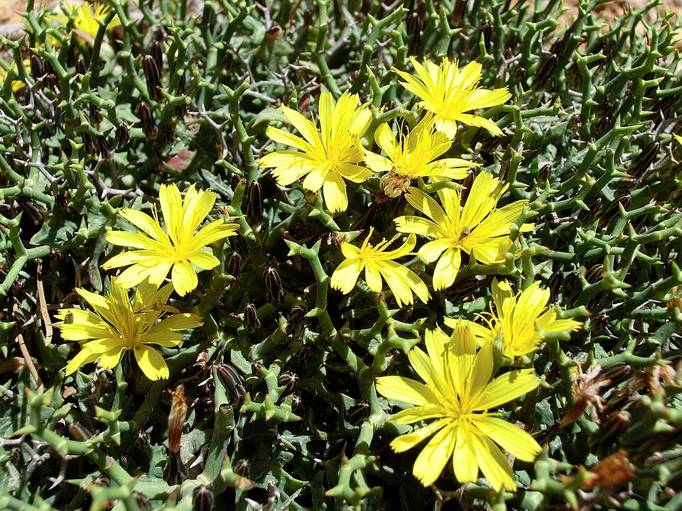 Fayl:Launaea cervicornis 2.JPG