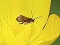 Lissan House, Kukstaun, Shimoliy Irlandiya; Ranunculus repens gul changi bilan oziqlanayotgan individ