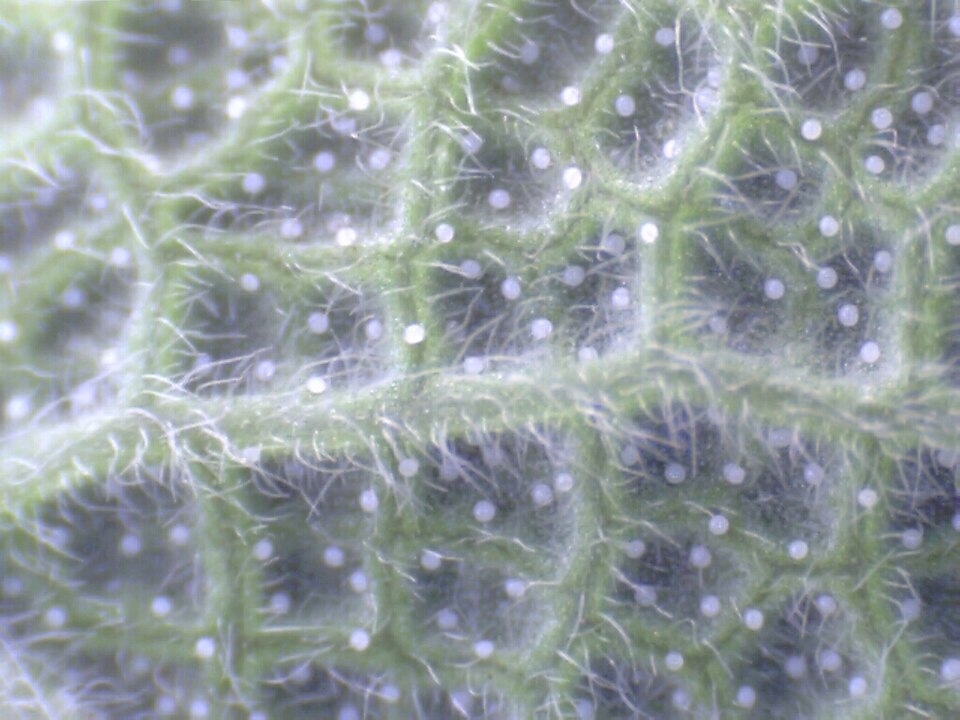 Fayl:Salvia officinalis close up bottom.jpg