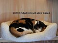 Tama yangi stansiya ofisida uxlayapti, 2012-yil fevral