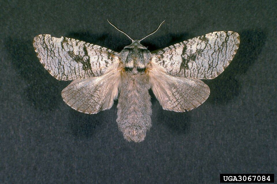 Fayl:Acossus populi.jpg