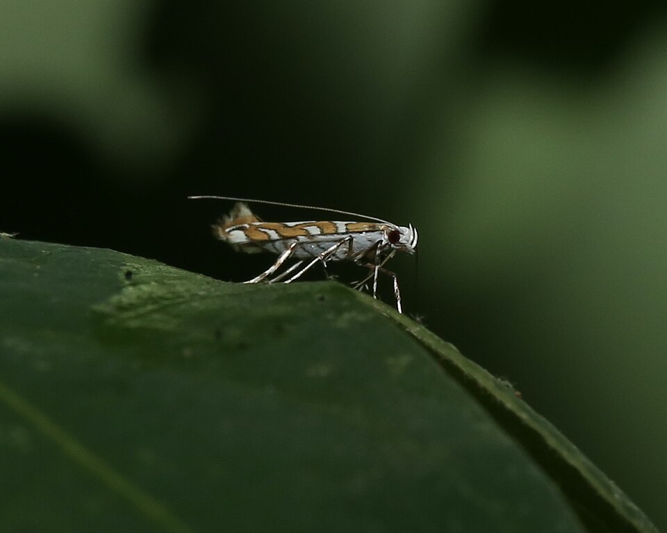 Fayl:Acrocercops albinatella.jpg