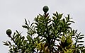 Agathis australis barglari va konuslari