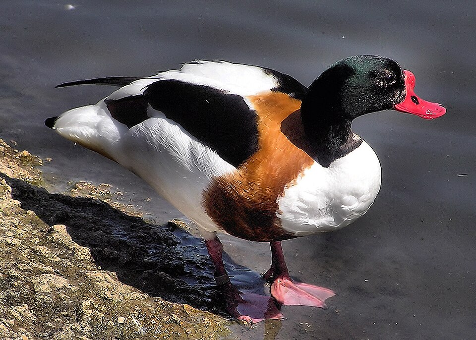 Fayl:Common shelduck arp.jpg