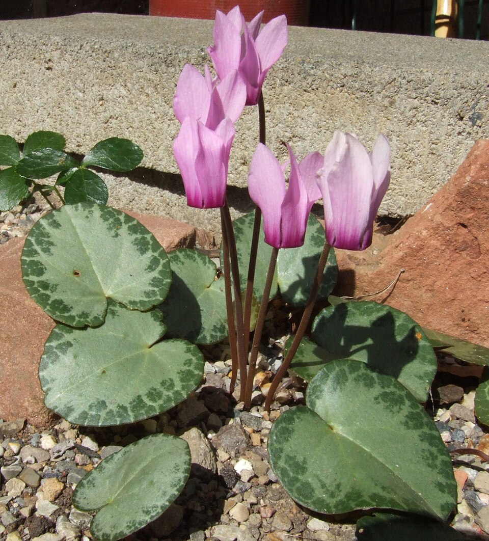 Fayl:Cyclamen purpurascens silver leaf.jpg