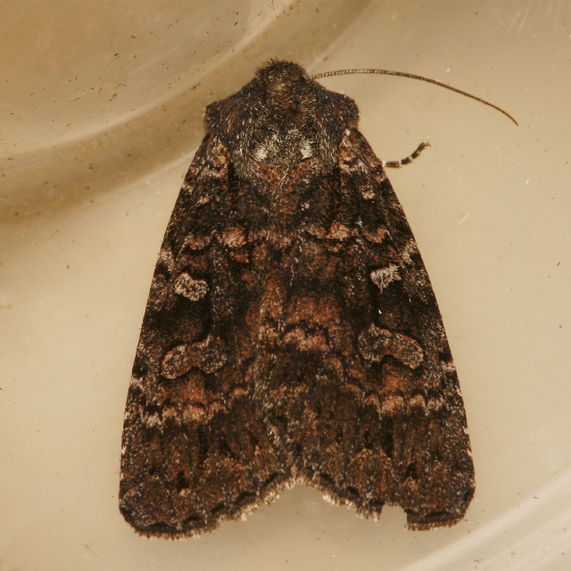 Fayl:Eurois astricta 05.jpg