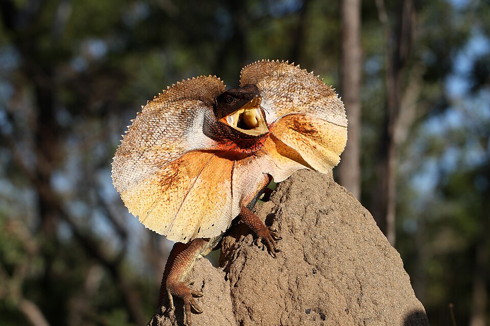 Fayl:Frill-necked Lizard (Chlamydosaurus kingii) (8692607976).jpg