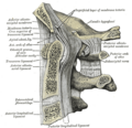 Ensa suyagi va yuqorigi 3 ta boʻyin umurtqalarining sagittal kesmasi.