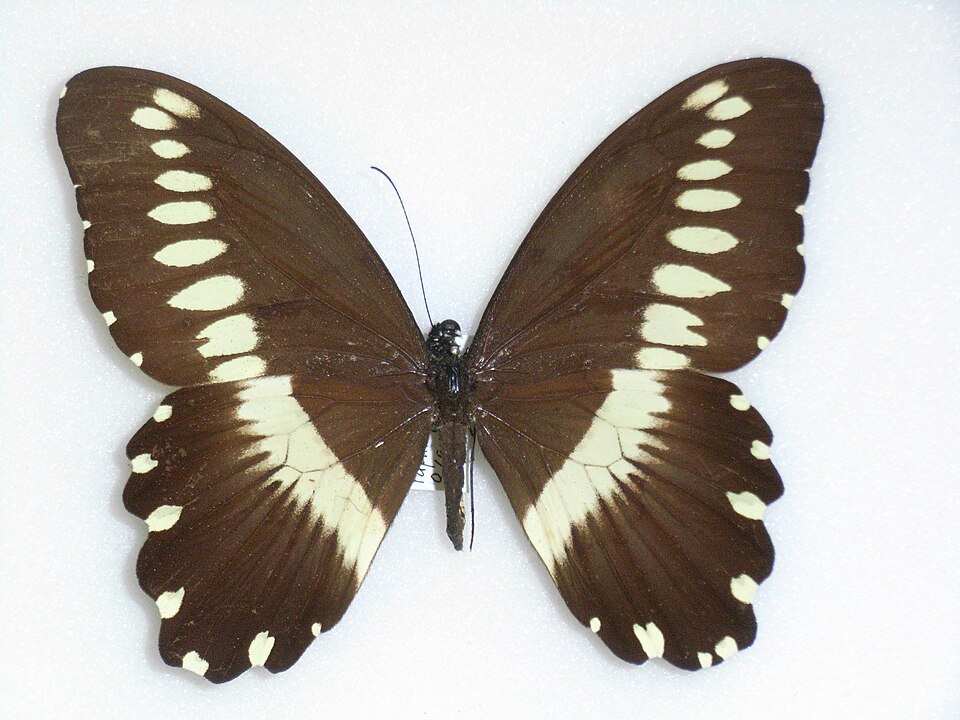 Fayl:Papilio gallienus Distant, 1879.JPG