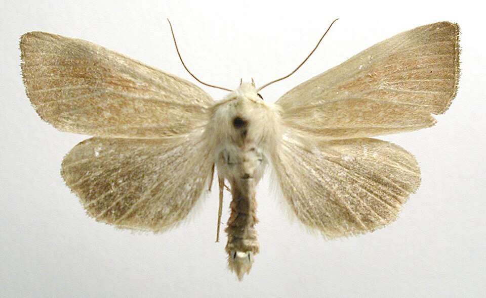 Fayl:Arenostola phragmitidis.jpg