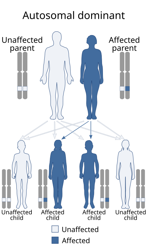 Fayl:Autosomal dominant - en.svg