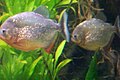 piranhalar