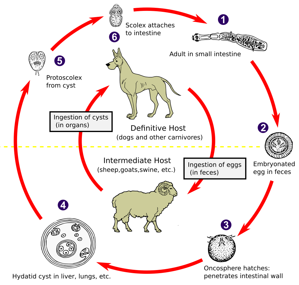 Fayl:Echinococcus Life Cycle.svg