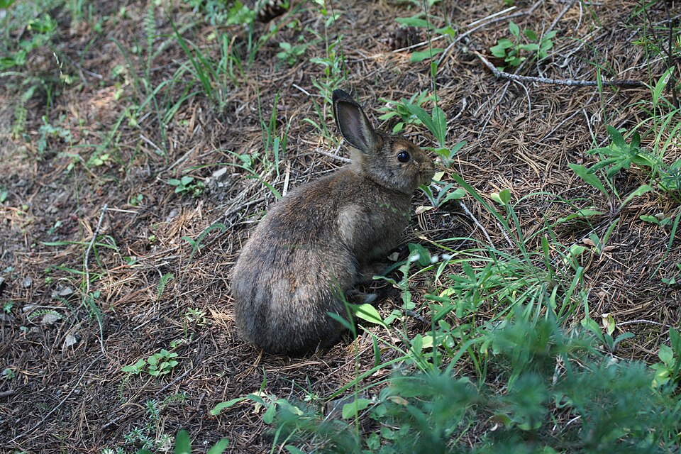 Fayl:Lepus americanus 5645.JPG