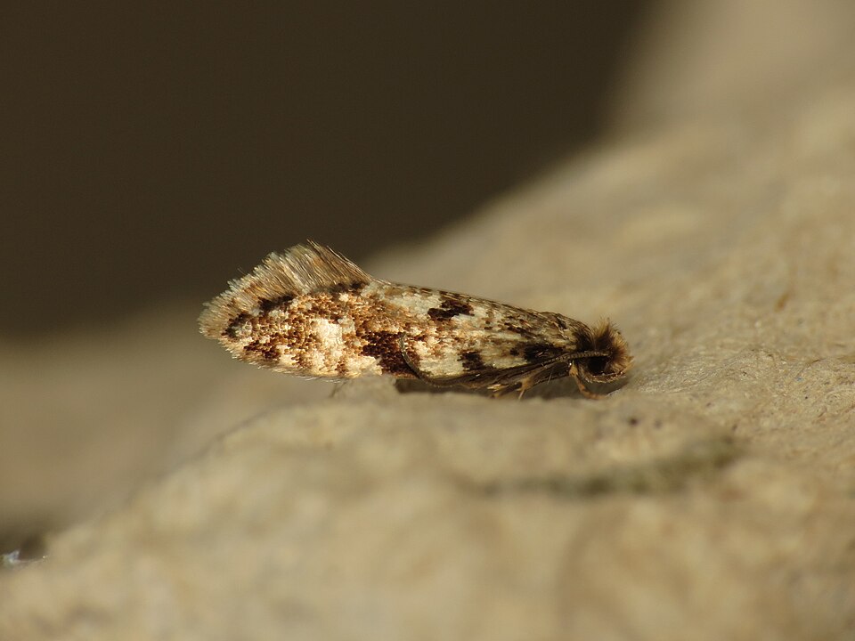 Fayl:Nemapogon cloacella (14094872559).jpg