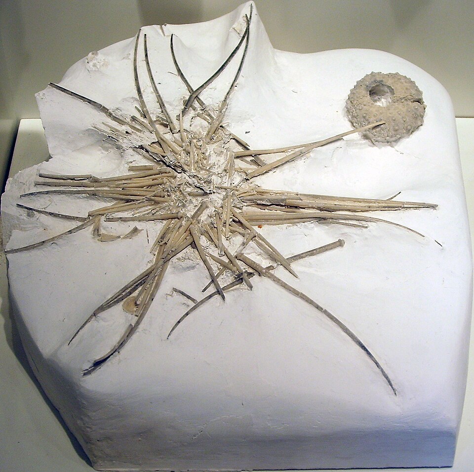 Fayl:Phymosoma.jpg