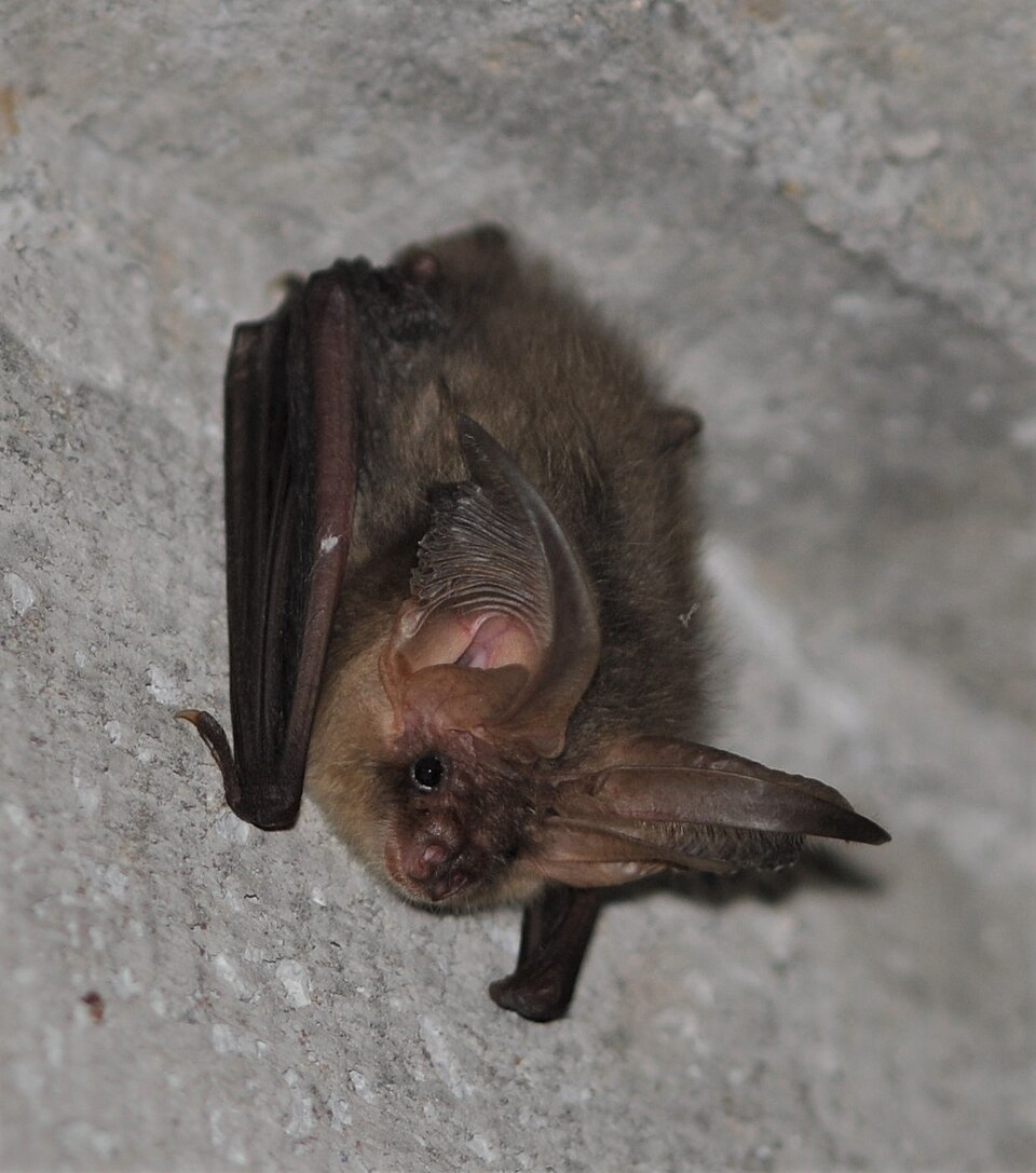 Fayl:Plecotus auritus 2013-2 (cropped).jpg