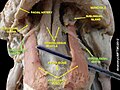 Til osti nervi oʻzi innervatsiya qiladigan tilosti-til mushagi ostidan oʻtib, engak-til mushagiga davom etadi va til uchiga yetadi. Bu yerda nerv tilning xususiy mushaklarini qon bilan taʼminlovchi bir qancha tarmoqlarga boʻlinadi.