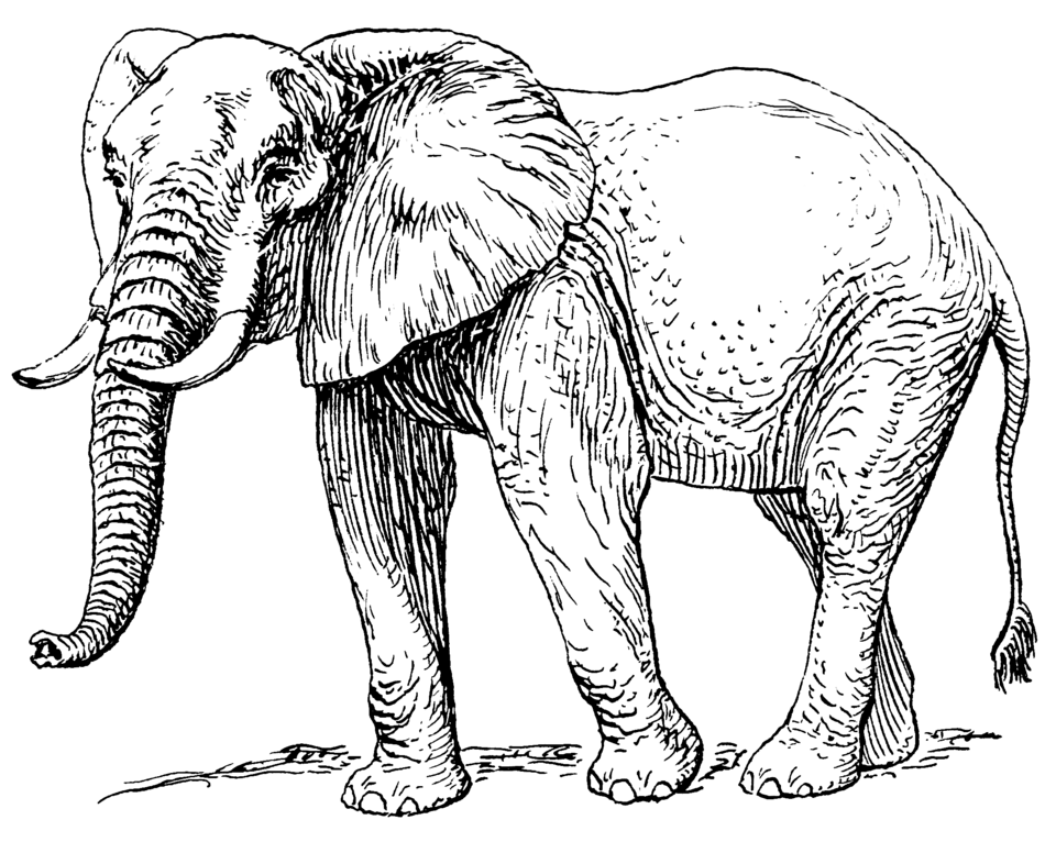 Fayl:African elephant (PSF).png