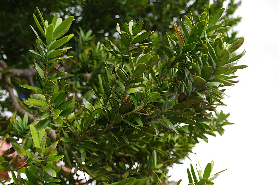 Fayl:Agathis australis, Matakohe, New Zealand.jpg