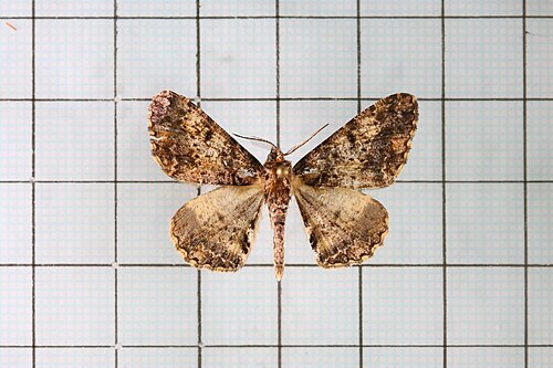 Alcis variegata