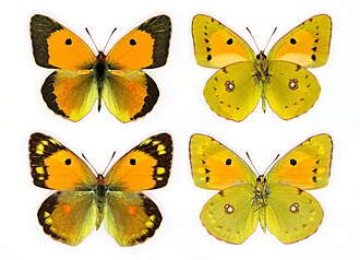 Kolleksiyada saqlanayotgan namuna. Erkak (yuqorida) va urgʻochi (pastda)