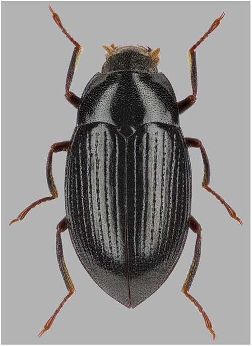 Fayl:Elmomorphus ovalis.jpg