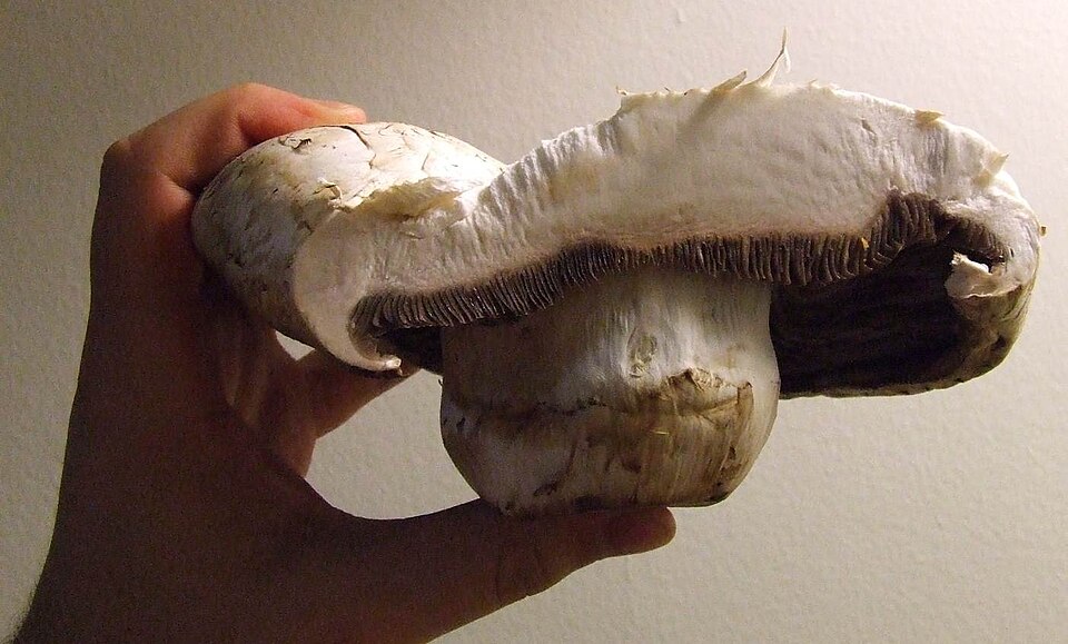 Fayl:Giant mushroom cross-section.jpg