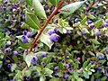 Myrtle mevalari.