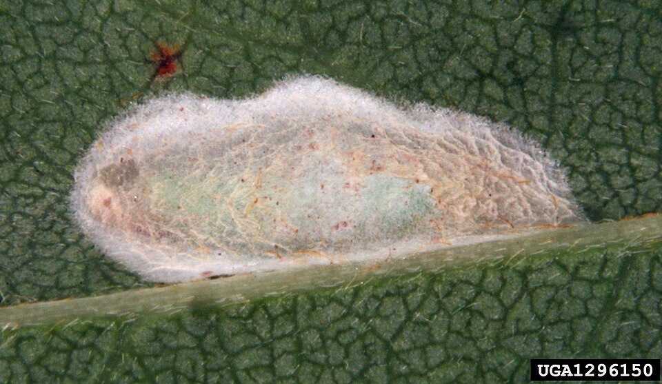 Fayl:Parectopa robiniella cocoon.jpg