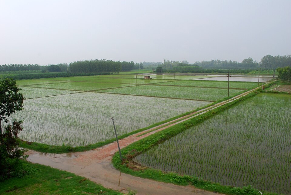 Fayl:Punjab Monsoon.jpg