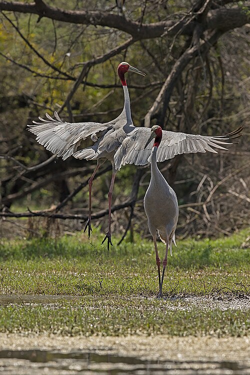 Fayl:Sarus Call 04.jpg