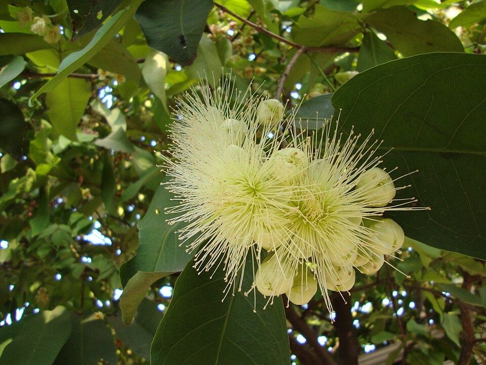Fayl:Syzygium samarangense flower.jpg