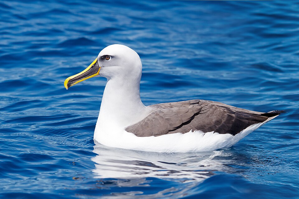Fayl:Thalassarche bulleri - SE Tasmania.jpg