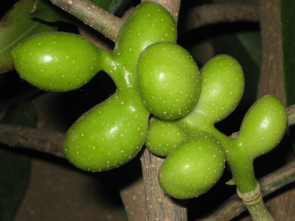 Fayl:Champak fruits.jpg