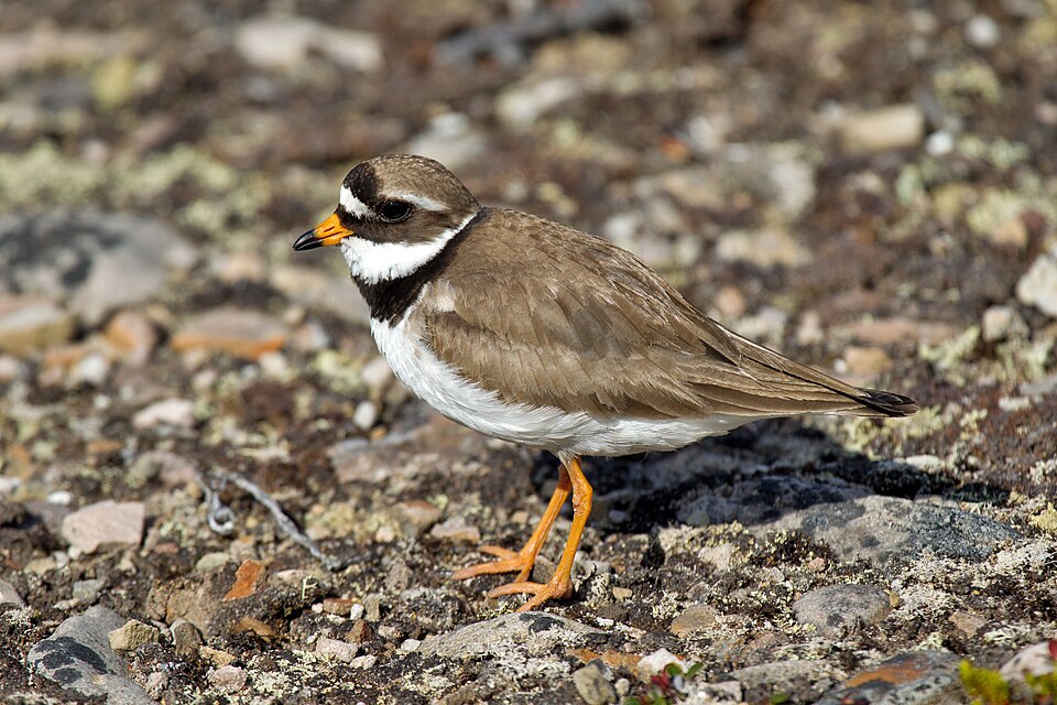 Fayl:Charadrius hiaticula tundrae Varanger.jpg