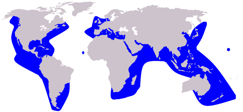 Fayl:Grampus griseus distribution.png