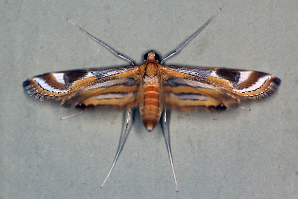 Fayl:Moth (Eoophyla sp.).jpg